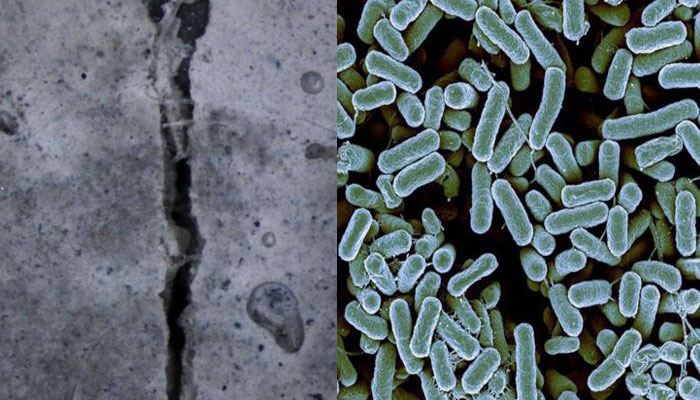 
CONCRETO CON BACTERIAS QUE SELLAN GRIETAS 
