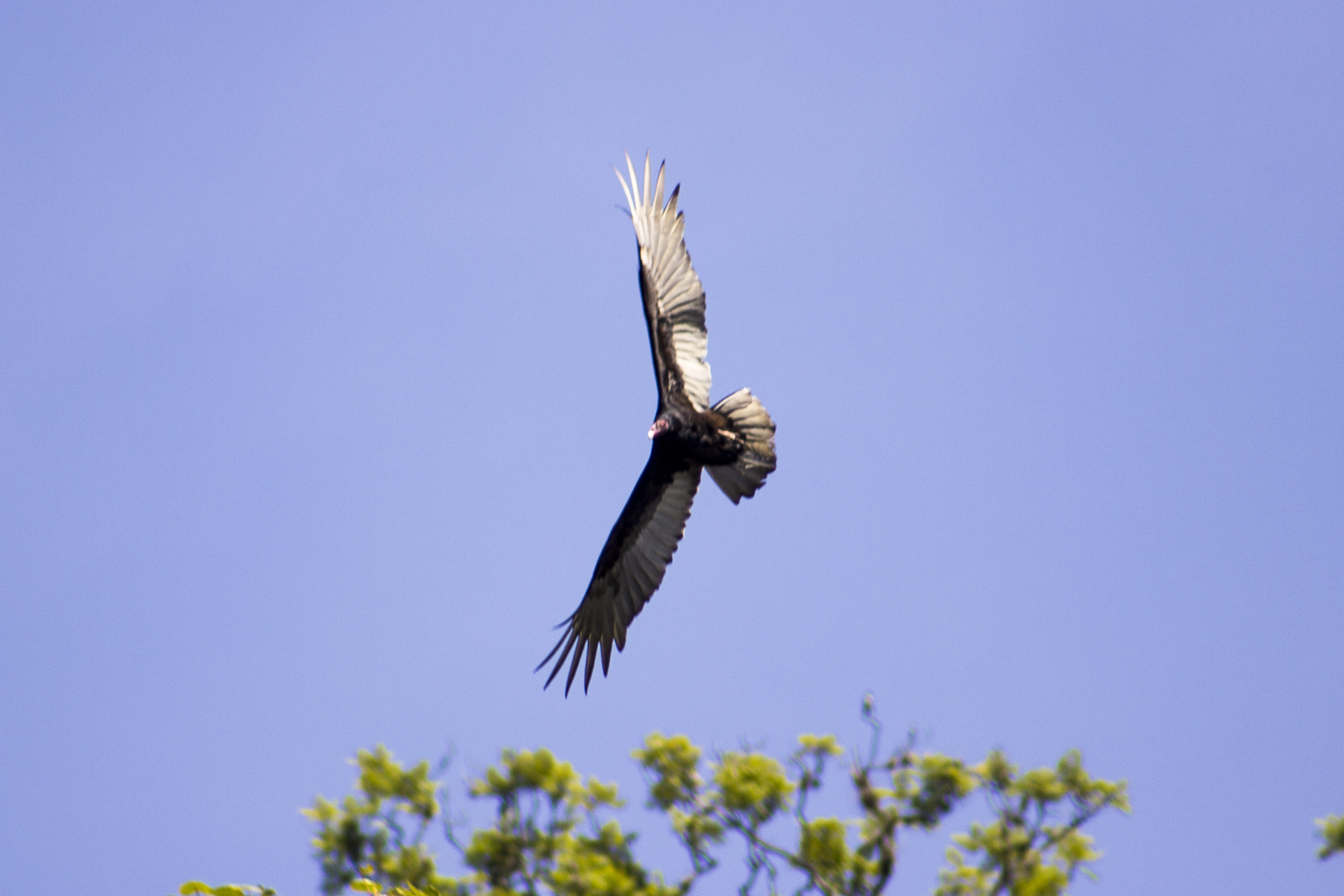 Fauna de las barrancas