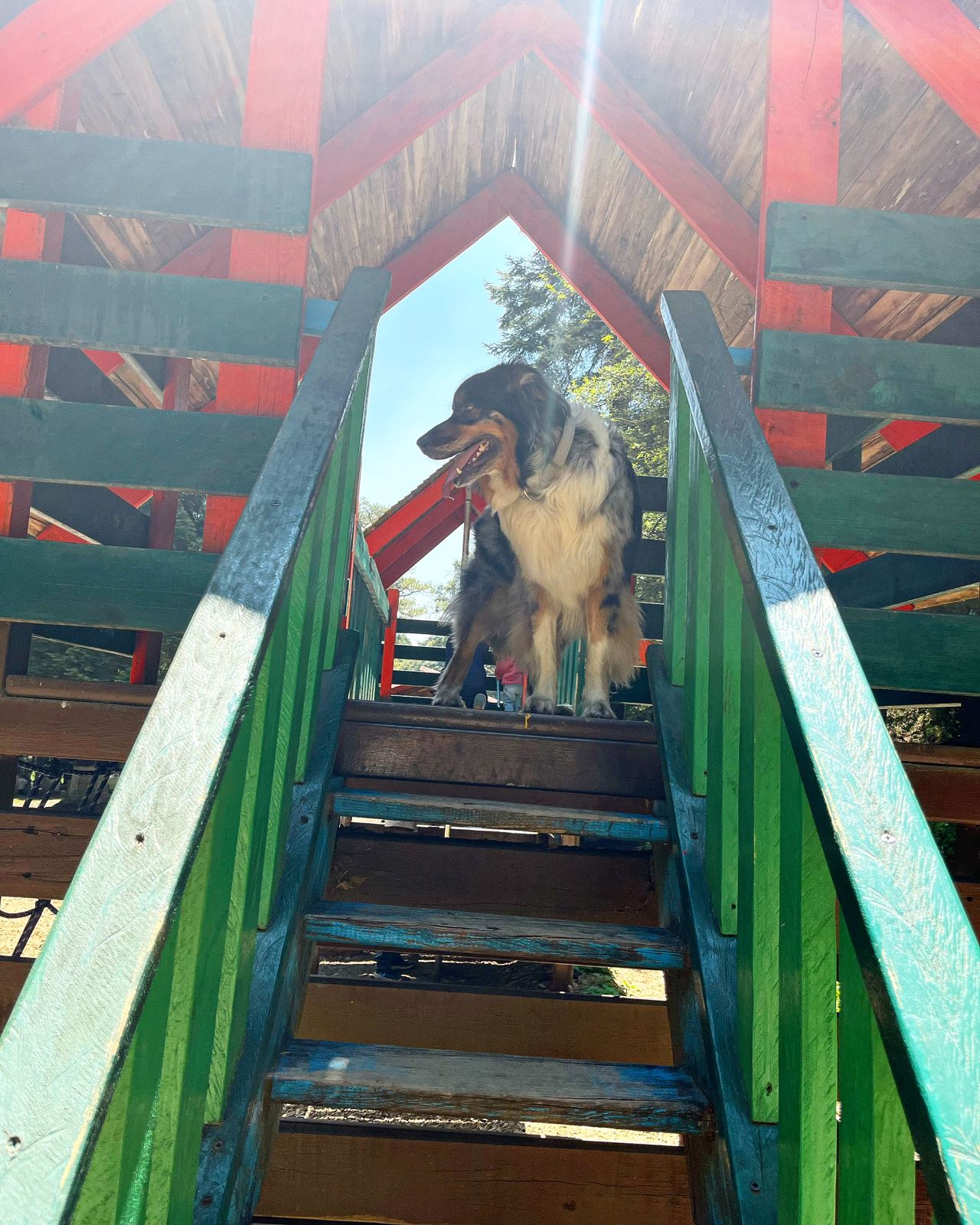 Río y muerdo. Cachorro jugando. 