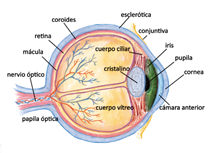 ESTRUCTURAS DEL OJO HUMANO