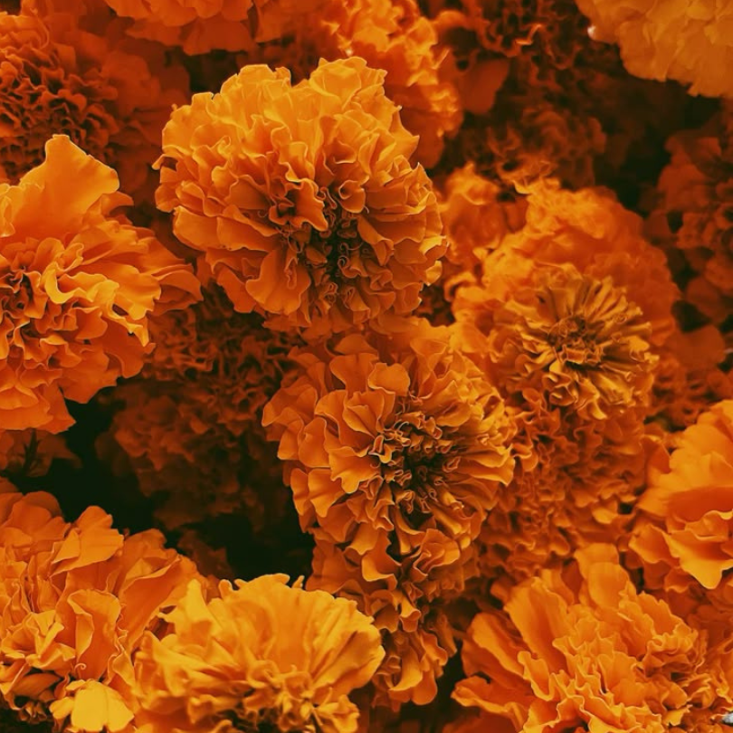 flor de cempasúchil