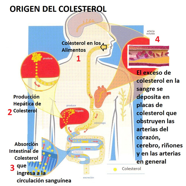 Origen-del-colesterol