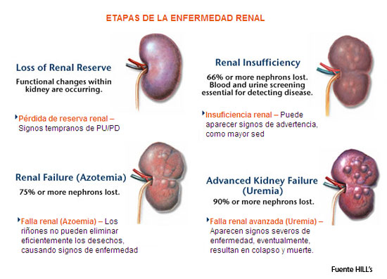 550-etapas-enfermedad-renal-mascotas